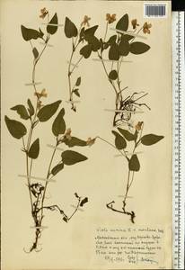 Фиалка Руппа All., Восточная Европа, Московская область и Москва (E4a) (Россия)