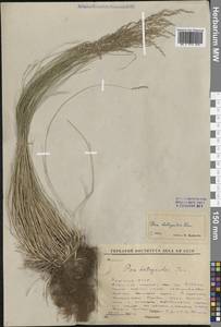 Мятлик оттянутый Trin., Сибирь, Якутия (S5) (Россия)