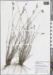 Leptocarpus denmarkicus (Suess.) B.G.Briggs, Австралия и Океания (AUSTR) (Австралия)