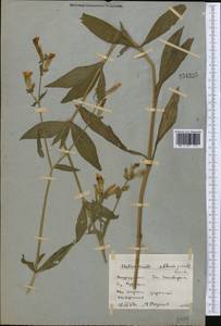 Дрема белая (Mill.) Greuter & Burdet, Средняя Азия и Казахстан, Северный и Центральный Казахстан (M10) (Казахстан)