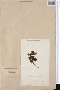 Rhododendron hirsutum L., Западная Европа (EUR) (Швейцария)
