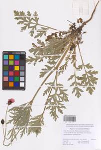 Мак Стевена (Mikheev) Kubát & Šípošová, Восточная Европа, Нижневолжский район (E9) (Россия)