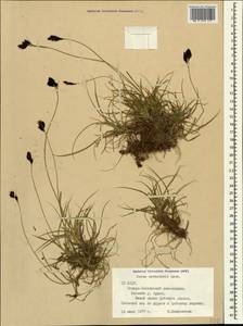 Carex aterrima subsp. medwedewii (Leskov) T.V.Egorova, Кавказ, Северная Осетия, Ингушетия и Чечня (K1c) (Россия)