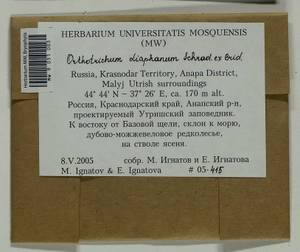 Orthotrichum diaphanum Schrad. ex Brid., Гербарий мохообразных, Мхи - Северный Кавказ и Предкавказье (B12) (Россия)