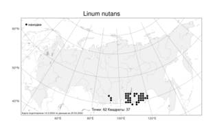 Linum nutans, Лен поникающий Maxim., Атлас флоры России (FLORUS) (Россия)