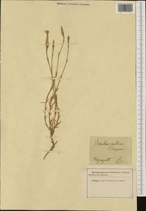 Dianthus gallicus Pers., Западная Европа (EUR)