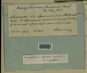 Brachythecium albicans (Hedw.) Schimp., Гербарий мохообразных, Мхи - Центральное Черноземье (B10) (Россия)
