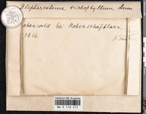 Blepharostoma trichophyllum (L.) Dumort., Гербарий мохообразных, Мхи - Западная Европа (BEu) (Германия)