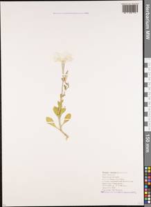 Petunia ×atkinsiana D. Don ex Loudon, Кавказ, Краснодарский край и Адыгея (K1a) (Россия)