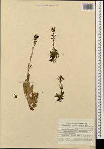 Вероника горечавковая Vahl, Кавказ, Азербайджан (K6) (Азербайджан)