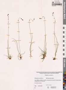 Триостренник болотный L., Сибирь, Чукотка и Камчатка (S7) (Россия)