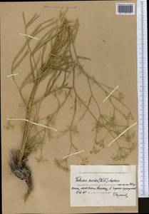 Резак обыкновенный Bernh., Средняя Азия и Казахстан, Прикаспийский Устюрт и Северное Приаралье (M8) (Казахстан)