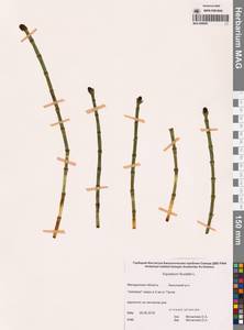 Хвощ приречный, Хвощ топяной L., Сибирь, Чукотка и Камчатка (S7) (Россия)