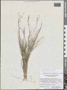 Змеевка растопыренная (Trin.) Keng, Восточная Европа, Центральный лесостепной район (E6) (Россия)