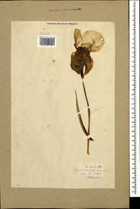 Ирис грузинский, Кавказ, Грузия (K4) (Грузия)