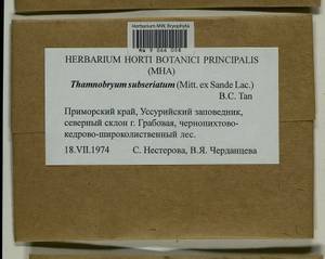 Thamnobryum subseriatum (Mitt. ex Sande Lac.) B.C. Tan, Гербарий мохообразных, Мхи - Дальний Восток (без Чукотки и Камчатки) (B20) (Россия)