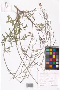 Двурядка меловая Kotov, Восточная Европа, Центральный лесостепной район (E6) (Россия)