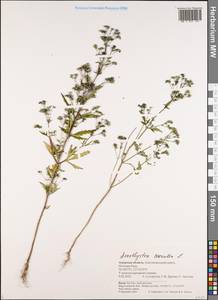 Аметистея голубая L., Сибирь, Дальний Восток (S6) (Россия)