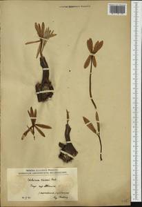 Colchicum haynaldii Heuff., Западная Европа (EUR) (Северная Македония)