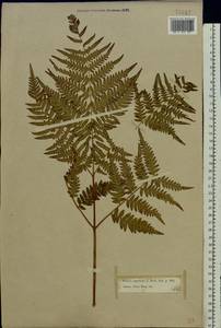 Pteridium aquilinum subsp. pinetorum (C. N. Page & R. R. Mill) J. A. Thomson, Восточная Европа, Московская область и Москва (E4a) (Россия)