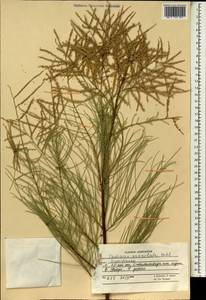Tamarix aphylla (L.) Karst., Зарубежная Азия (ASIA) (Афганистан)