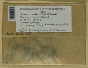 Grimmia ovalis (Hedw.) Lindb., Гербарий мохообразных, Мхи - Закавказье (B13) (Армения)