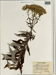 Senecio myriocephalus Sch. Bip., Африка (AFR) (Эфиопия)