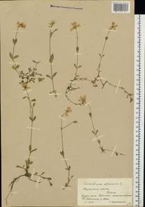 Ясколка альпийская L., Восточная Европа, Северный район (E1) (Россия)