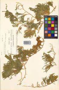 Дифазиаструм альпийский (L.) Holub, Сибирь, Чукотка и Камчатка (S7) (Россия)