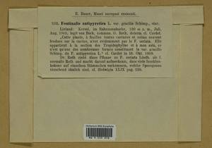 Fontinalis antipyretica Hedw., Гербарий мохообразных, Мхи - Прибалтика (B1) (Эстония)