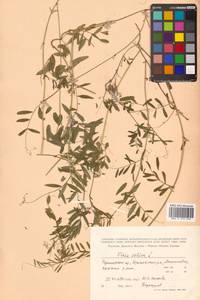 Горошек черный Ehrh., Сибирь, Дальний Восток (S6) (Россия)