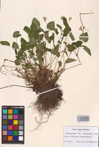 Viola ×kiliensis E. H. L. Krause, Восточная Европа, Северо-Западный район (E2) (Россия)