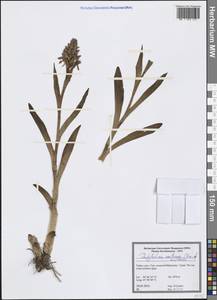 Dactylorhiza incarnata subsp. cilicica (Klinge) H.Sund., Зарубежная Азия (ASIA) (Турция)