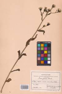 Picris japonica subsp. japonica, Сибирь, Дальний Восток (S6) (Россия)