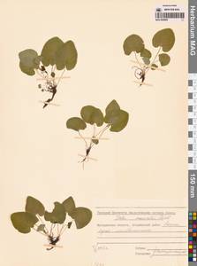 Фиалка Морица Tepl., Сибирь, Чукотка и Камчатка (S7) (Россия)