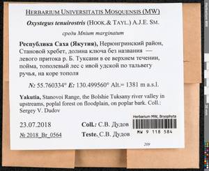 Chionoloma tenuirostre (Hook. & Taylor) M. Alonso, M.J. Cano & J.A. Jiménez, Гербарий мохообразных, Мхи - Якутия (B19) (Россия)