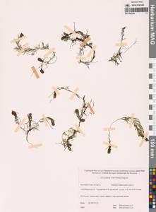 Пузырчатка средняя  Hayne, Сибирь, Чукотка и Камчатка (S7) (Россия)