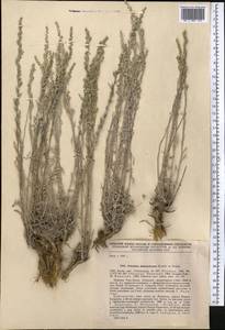 Seriphidium dubjanskyanum (Krasch. ex Poljak.) Poljak., Средняя Азия и Казахстан, Северный и Центральный Тянь-Шань (M4) (Киргизия)