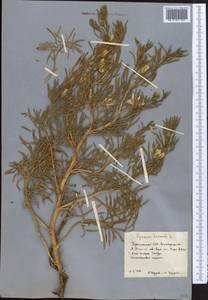 Гармала обыкновенная L., Средняя Азия и Казахстан, Каракумы (M6) (Туркмения)