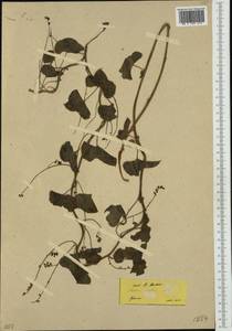 Диоскорея обыкновенная, Тамус обыкновенный (L.) Caddick & Wilkin, Западная Европа (EUR) (Греция)