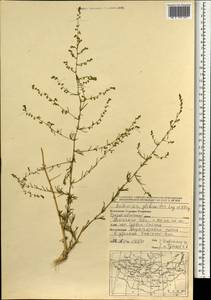 Artemisia globosoides Y. Ling & Y. R. Ling, Монголия (MONG) (Монголия)