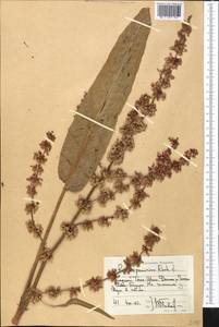 Rumex patientia subsp. tibeticus (Rech. fil.) Rech. fil., Средняя Азия и Казахстан, Западный Тянь-Шань и Каратау (M3) (Киргизия)