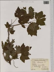 Смородина альпийская L., Западная Европа (EUR) (Болгария)