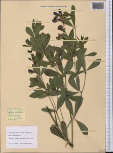 Baptisia australis (L.)R.Br., Америка (AMER) (США)
