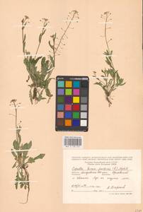 Пастушья сумка обыкновенная (L.) Medik., Восточная Европа, Молдавия (E13a) (Молдавия)