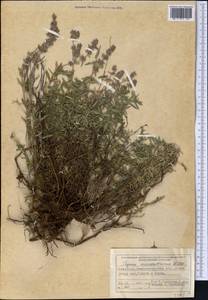 Thymus pannonicus All., Средняя Азия и Казахстан, Муюнкумы, Прибалхашье и Бетпак-Дала (M9) (Казахстан)