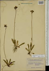 Ястребиночка уклончивая (Nägeli & Peter) Soják, Восточная Европа, Московская область и Москва (E4a) (Россия)