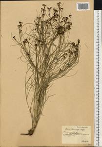 Триния многостебельная (Poir.) Schischk., Восточная Европа, Южно-Украинский район (E12) (Украина)