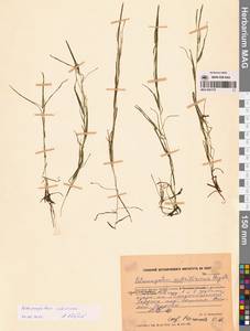 Рдест сибирский A.Benn., Сибирь, Чукотка и Камчатка (S7) (Россия)