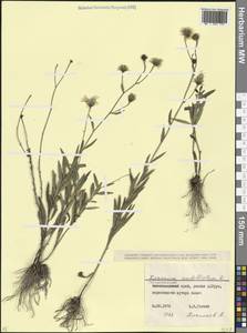 Ястребинка зонтичная L., Кавказ, Краснодарский край и Адыгея (K1a) (Россия)